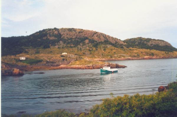 588: Red Island. The 'Red Island Rose'. (2002) [courtesy of Heather Walsh]